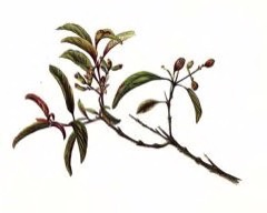 Santalum ellipticum Coast Sandalwood Santalum ellipticum Coast Sandalwood